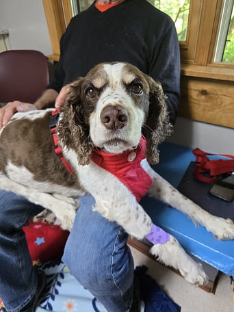 A brown and white dog in a red vest lies on a person's lap inside a room, with a bandage on its front leg.