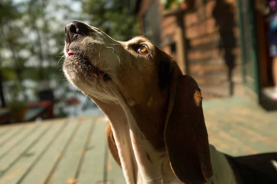 A dog with a brown and white coat looks upwards, standing on a wooden deck with trees and a building in the background.