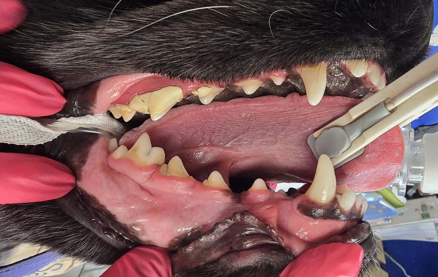 Veterinarian with red gloves examining a dog's open mouth with dental tools, focusing on teeth and gums.