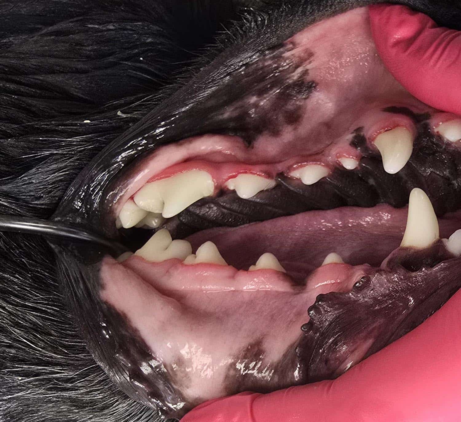 Close-up of an animal's open mouth showing teeth and gums, with gloved hands gently holding the jaw open.