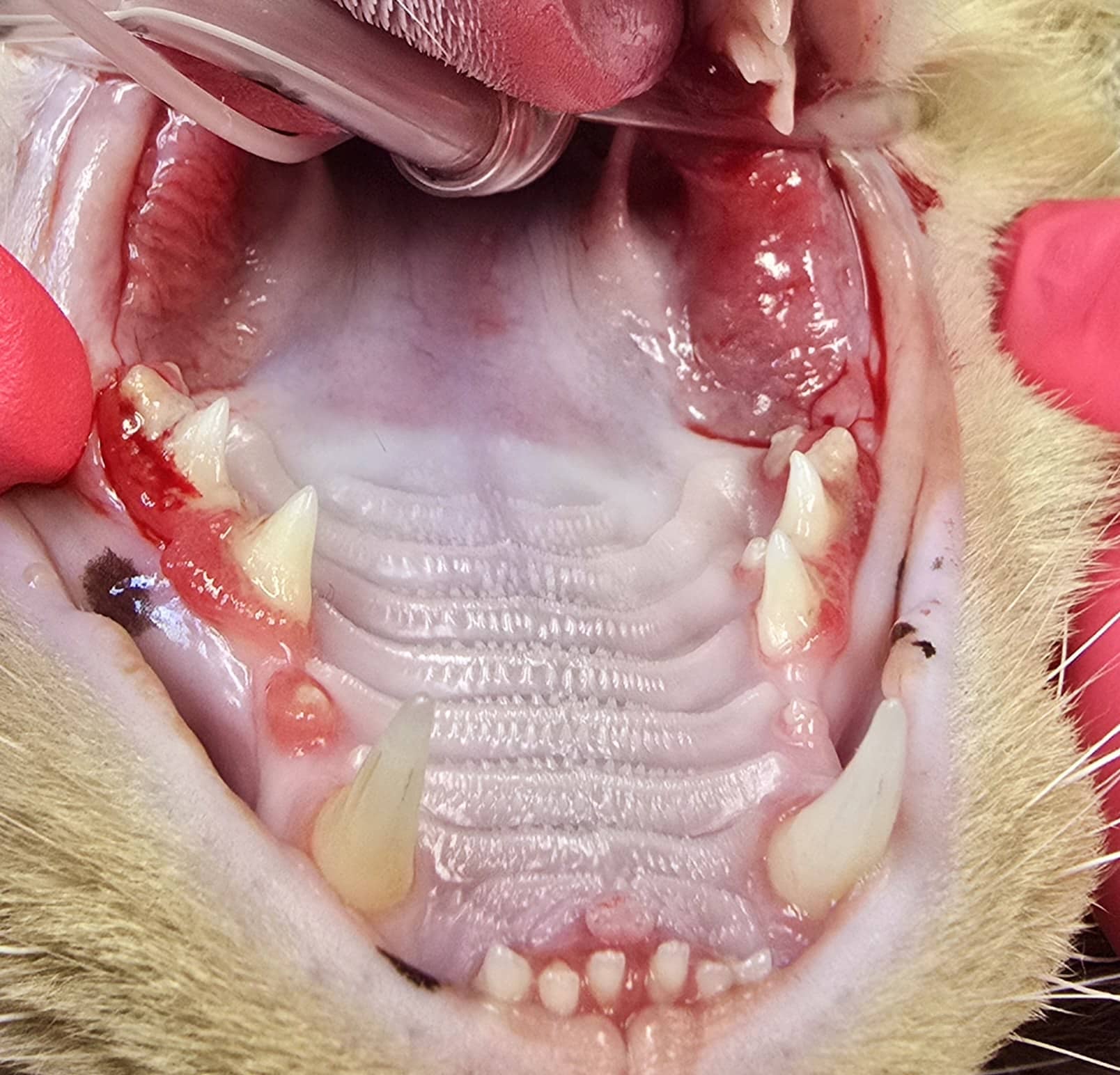 A close-up view of a cat's open mouth showing teeth and gums.