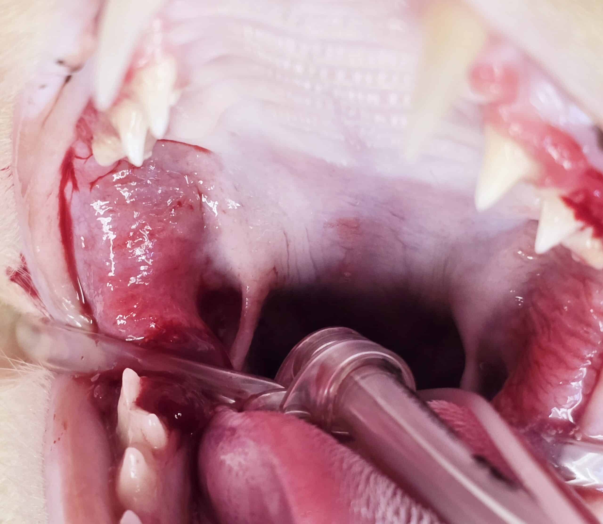 A close-up of a dog’s open mouth showing teeth and an inserted medical tube.