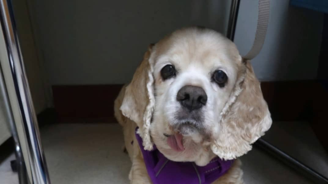 A light brown dog with floppy ears and a purple harness is sitting on the floor, looking up.