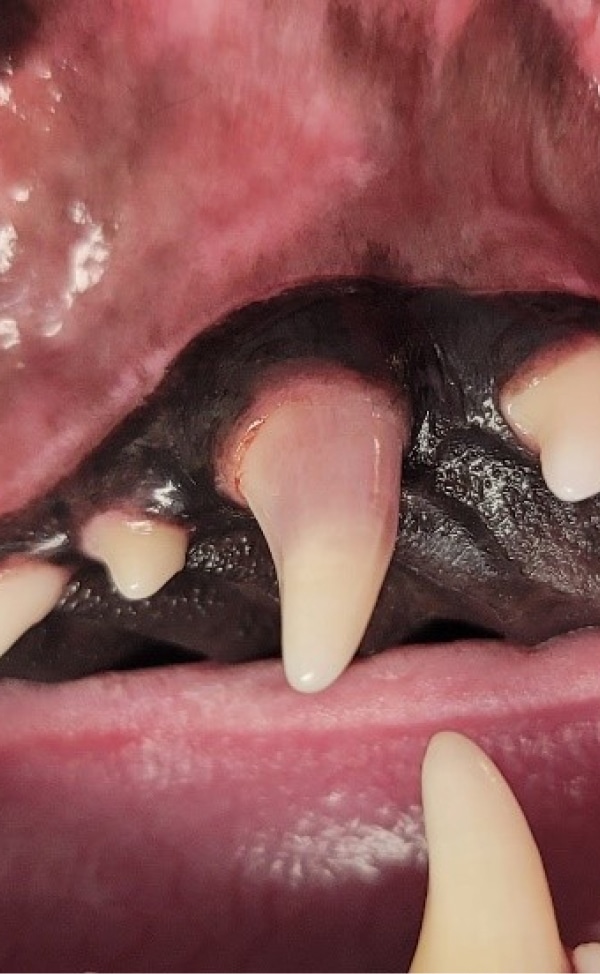 Close-up of an open mouth showing sharp, pointed canine teeth and pink gums.