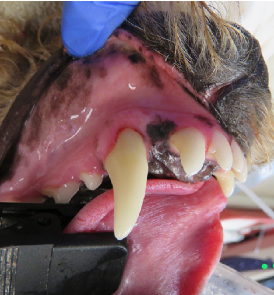 A close-up of a dog's mouth showing its large canine teeth, gums, and tongue. Blue-gloved hand is gently lifting the dog's lip.