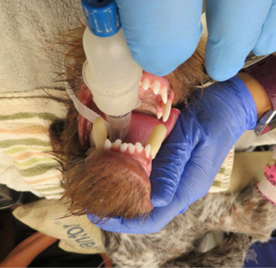 A veterinarian wearing blue gloves examines the open mouth of a sedated animal, inspecting its teeth and gums.