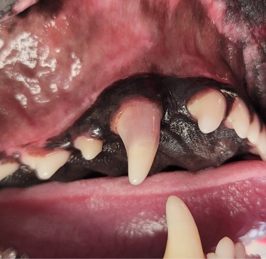 Close-up of a dog's open mouth showing teeth and pink gums, with a prominent canine tooth visible.