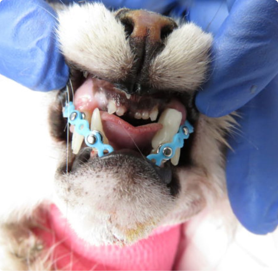 A cat's mouth held open with blue braces on its lower teeth, while wearing a pink collar.