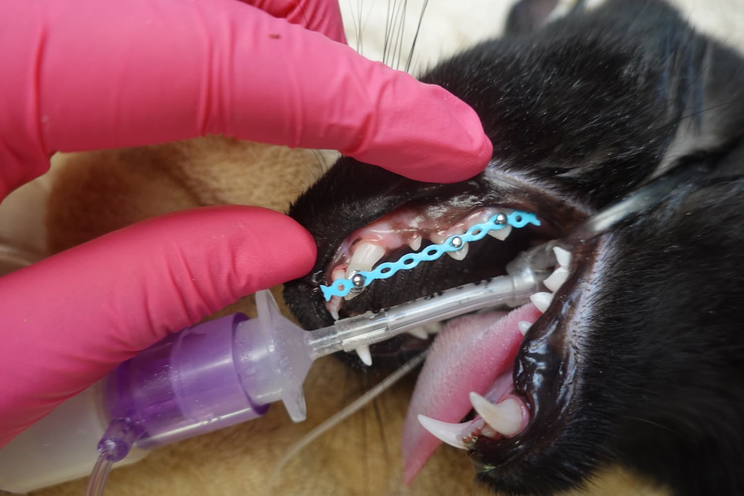 A gloved hand is adjusting a dental wire on a black cat's teeth during a veterinary procedure.