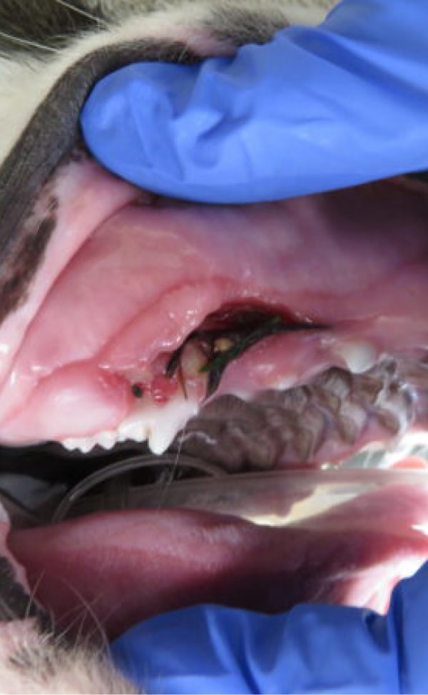 A veterinarian examines a dog's open mouth, revealing dental issues and tartar buildup. The vet is wearing blue gloves.