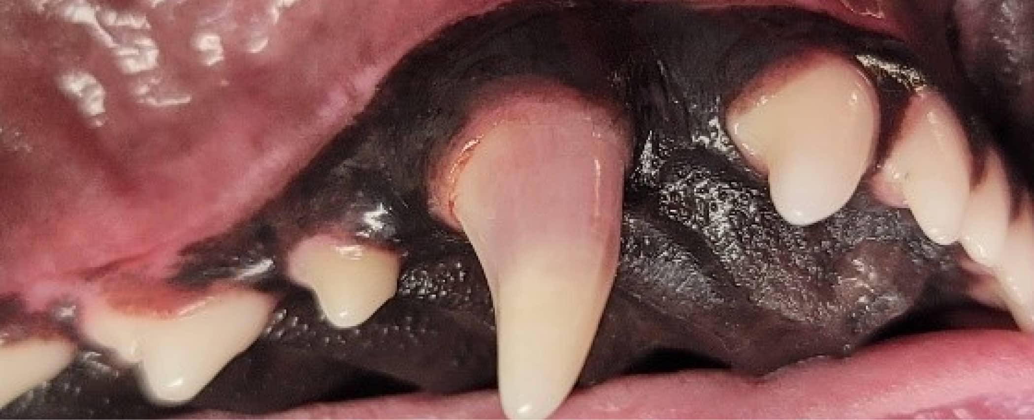 Close-up of an animal's upper jaw showing sharp canine teeth and gums.