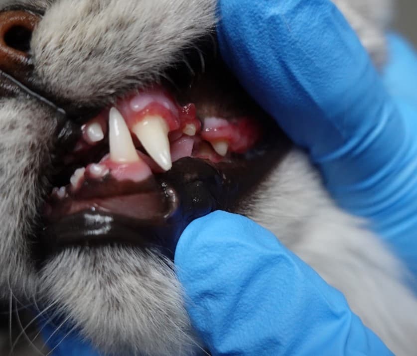 A person wearing blue gloves checks a cat's teeth and gums, revealing its open mouth.