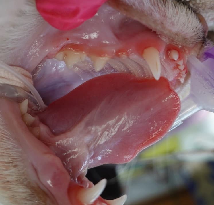 Close-up of a dog's open mouth showing teeth and gums. A veterinarian is performing a dental examination.