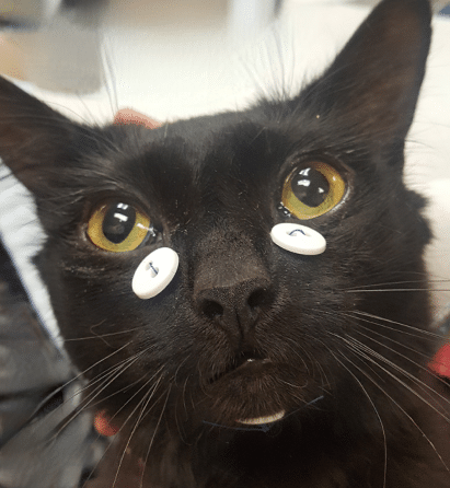 A black cat with wide eyes has two white buttons placed on its face, one below each eye.