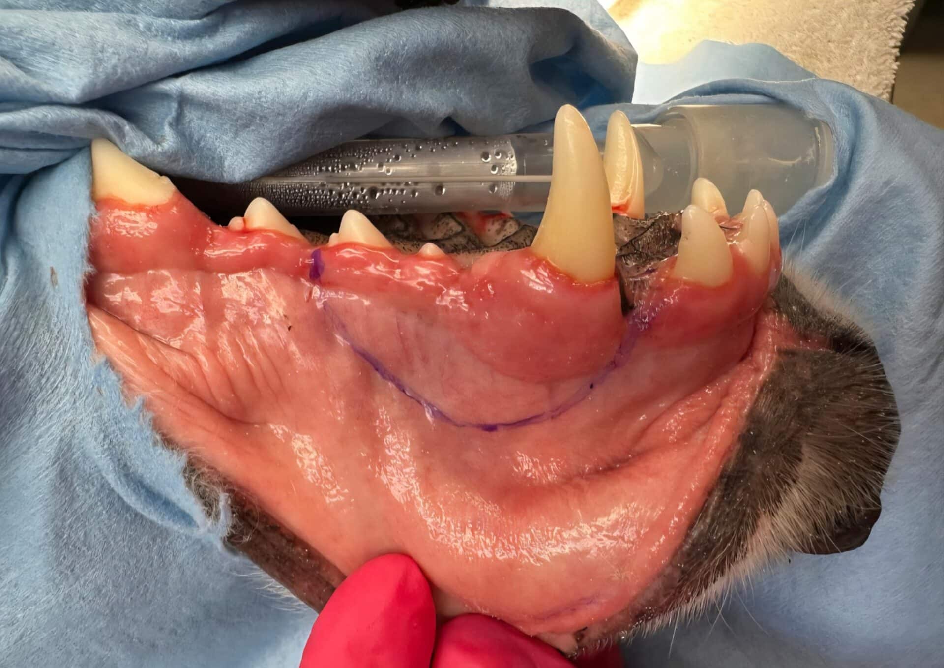 A close-up of a dog's upper jaw showing exposed gums, large canine teeth, and a marked surgical line, with a tube in the background.