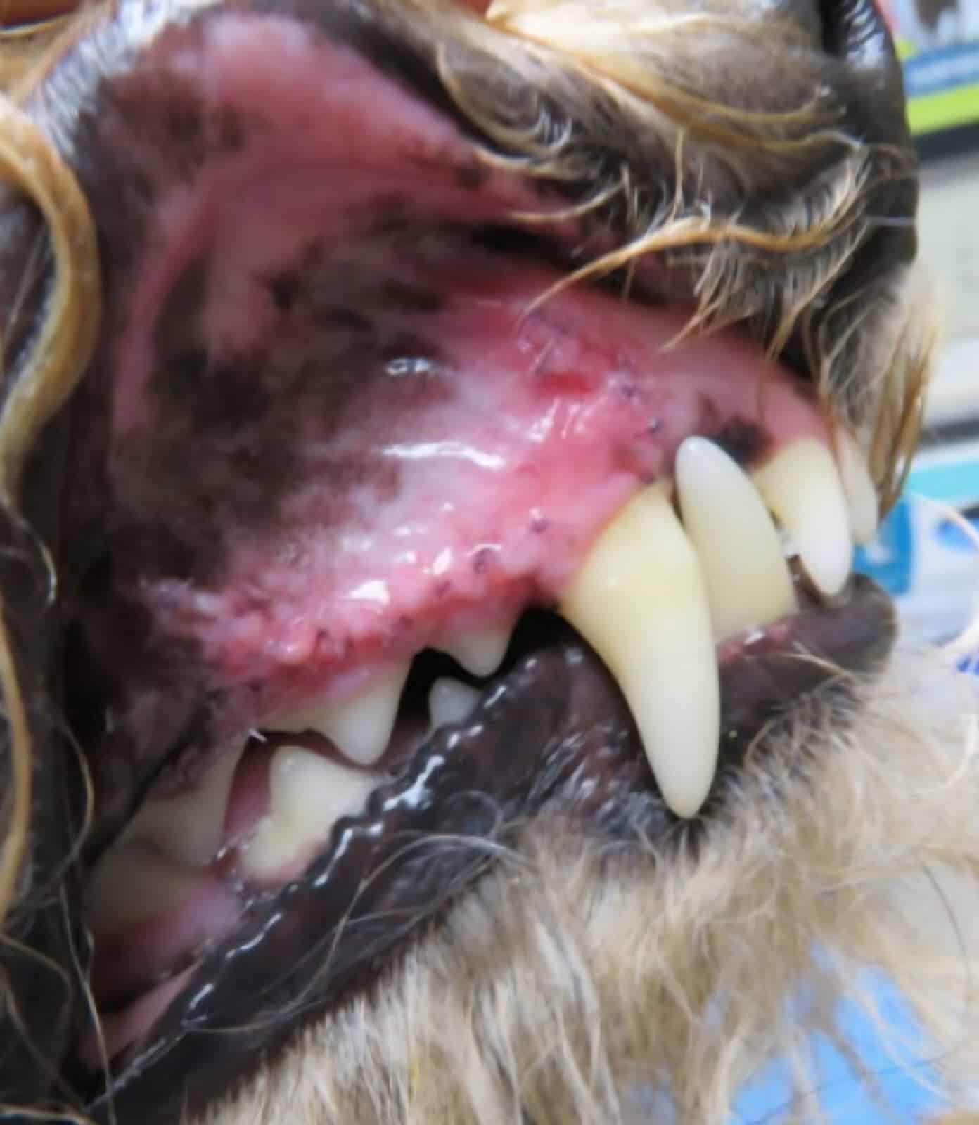 Close-up of a dog's mouth showing upper canine and incisor teeth, with pink and black gums and some fur visible.