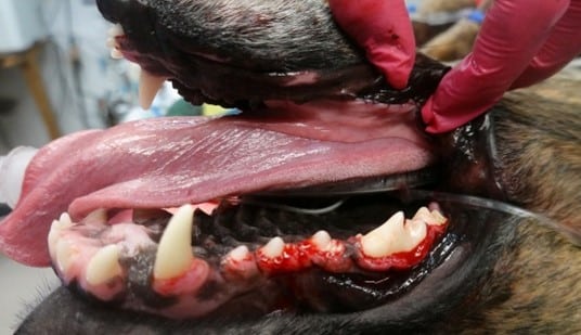 A veterinarian examines a dog's mouth, showing red gums and sharp teeth. The dog's tongue is extended, and a tube is visible inside the mouth.