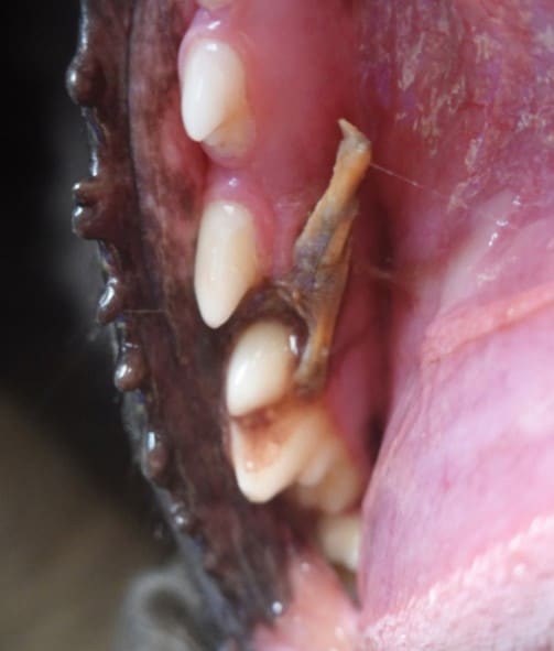 Close-up of a dog's open mouth showing teeth and a piece of wood stuck between them.