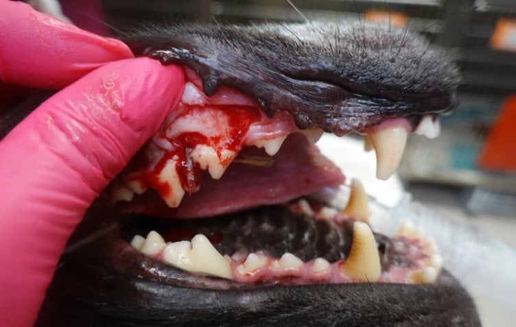 Close-up of a veterinarian's gloved hand examining a dog's open mouth, showing teeth and gums with visible blood and tissue.