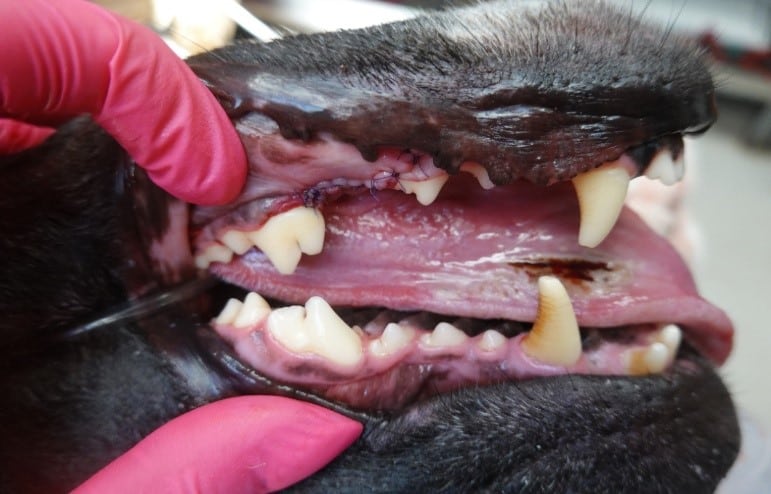 Close-up of a dog's open mouth being examined; visible teeth and gums, with a gloved hand holding the mouth open.