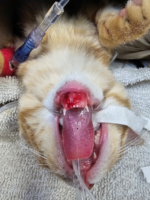 A cat under anesthesia with its mouth open, tongue out, and breathing tube inserted. The cat is lying on a towel.