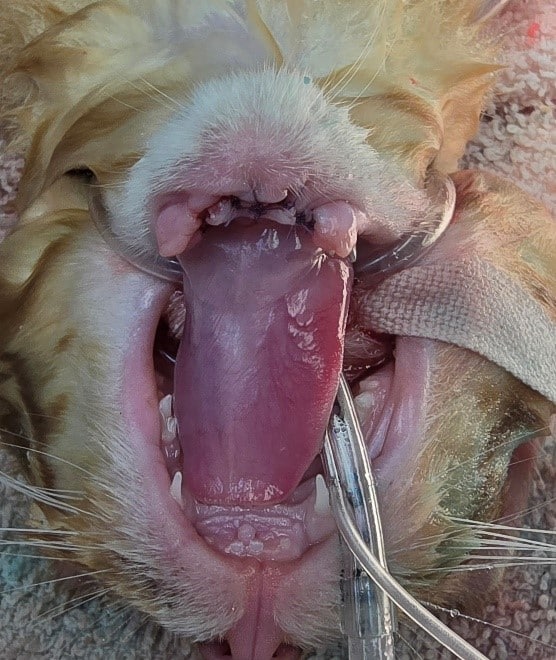 Close-up of a sedated cat with its mouth open, showing a breathing tube inserted. The cat's tongue is visible, and it is lying on a towel.