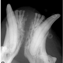 X-ray image showing the skeletal structure of a bird's webbed feet.