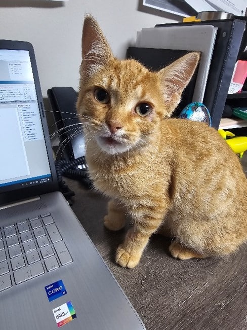 A ginger cat sits next to a laptop on a desk.