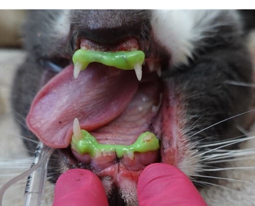 A cat's mouth open wide, showing inflamed gums and green discharge. Pink gloves hold the jaw open.