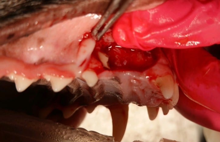 A close-up of a dog's open mouth with a gloved hand, showing visible teeth and gums.