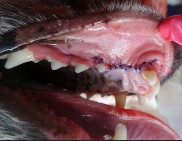 Close-up of an animal's gum with visible stitches after dental surgery.