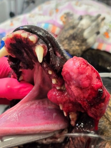 A veterinarian examines a dog's mouth with a large, swollen growth on the gum, using gloved hands in a clinical setting.