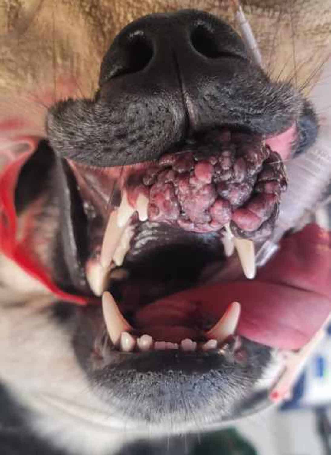 Close-up of a dog's mouth showing a large, bumpy growth on the gums near the front teeth, with the dog's tongue and teeth visible.