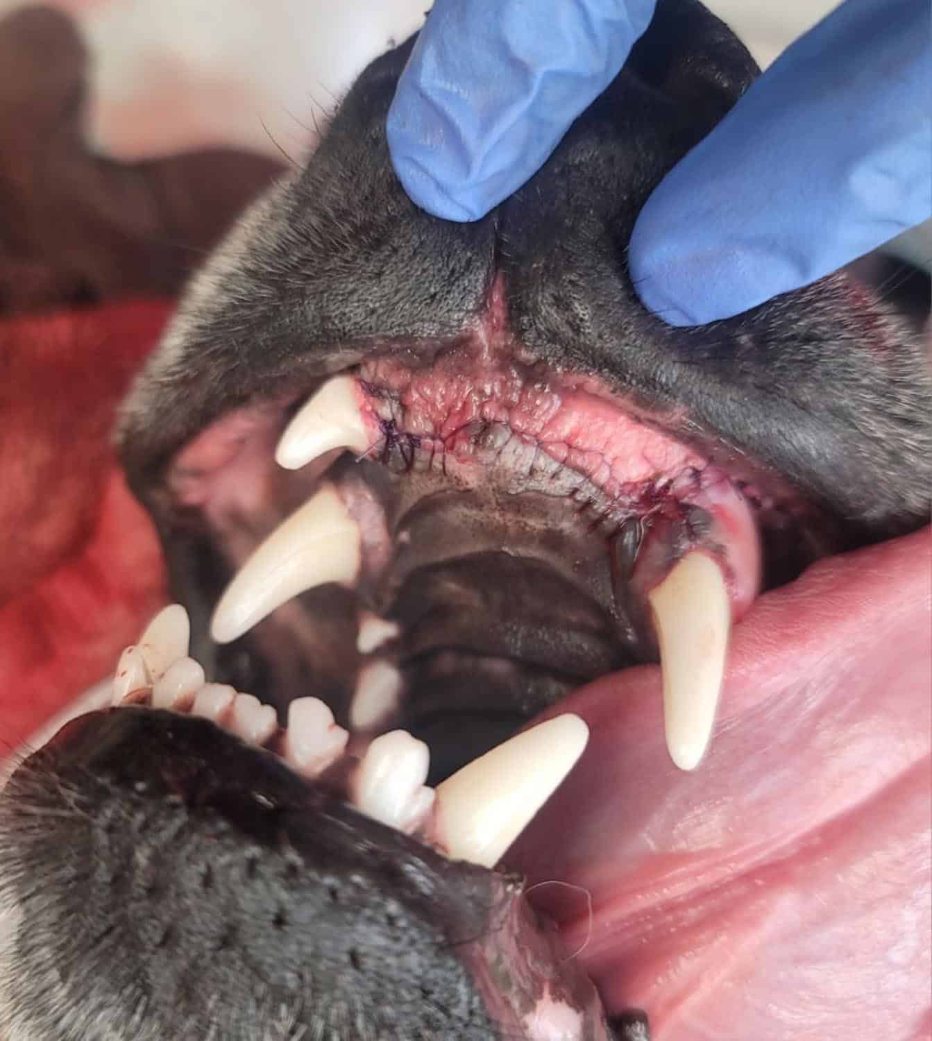 Close-up of a dog's mouth after oral surgery, showing stitches on the gum. A gloved hand holds the mouth open, revealing sharp teeth and the pink tissue.