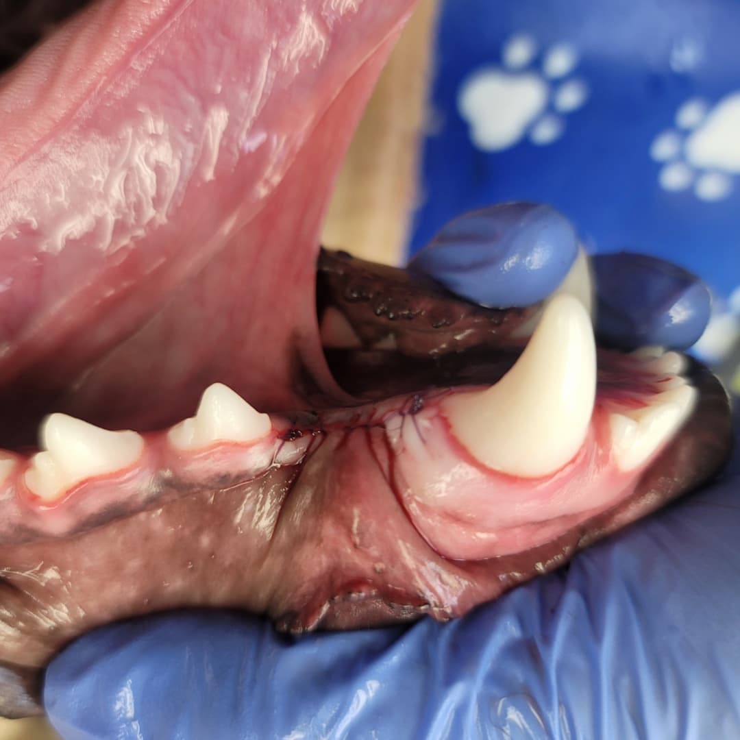 Close-up of a gloved hand examining a dog's open mouth, showing teeth and gums. Blue surface with paw print pattern in the background.