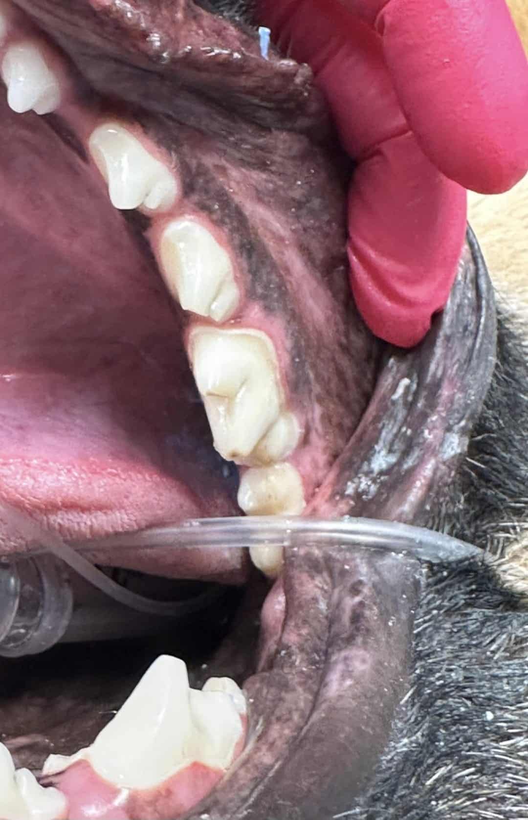 A close-up of an animal’s open mouth showing teeth and gums, held open by a gloved hand, with a plastic tube inserted.