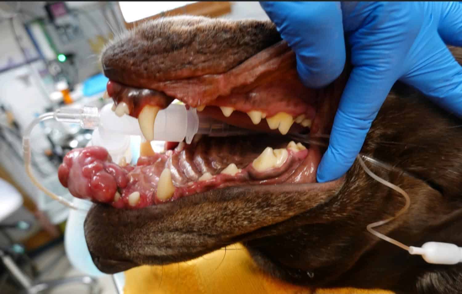 A dog undergoing a dental procedure with mouth open, revealing teeth and medical tubes. A gloved hand is holding the dog's jaw.