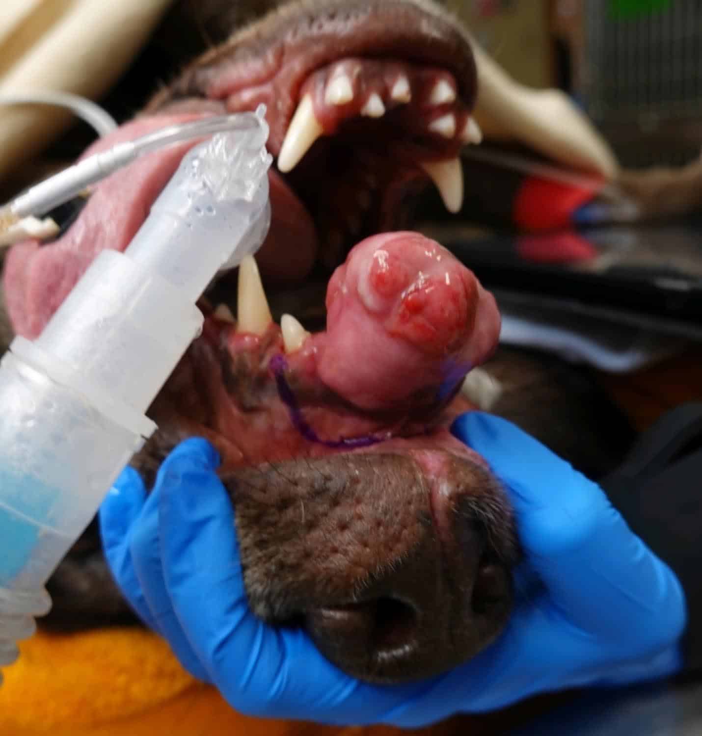 A vet holds a dog's mouth open, revealing a large growth on the tongue. The dog is under anesthesia, with a tube inserted. Blue-gloved hands are visible.