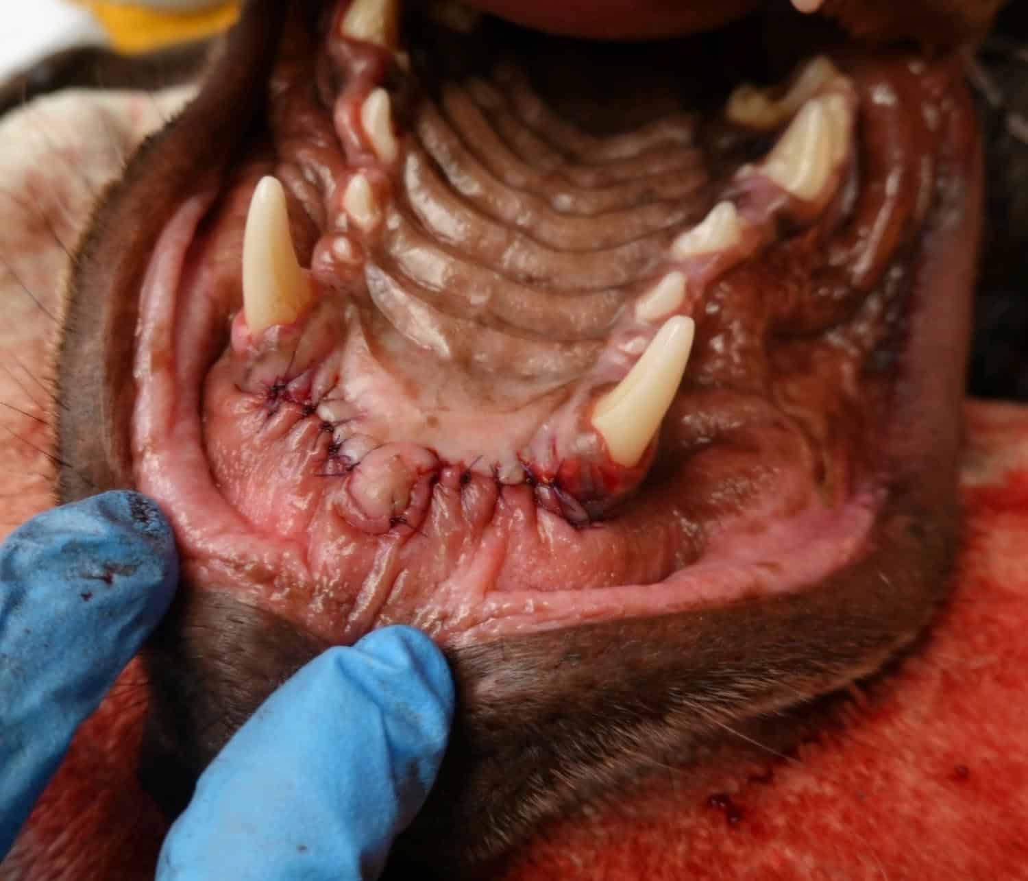 A veterinarian inspects a stitched wound inside the mouth of a large animal, with visible canine teeth and textured palate.