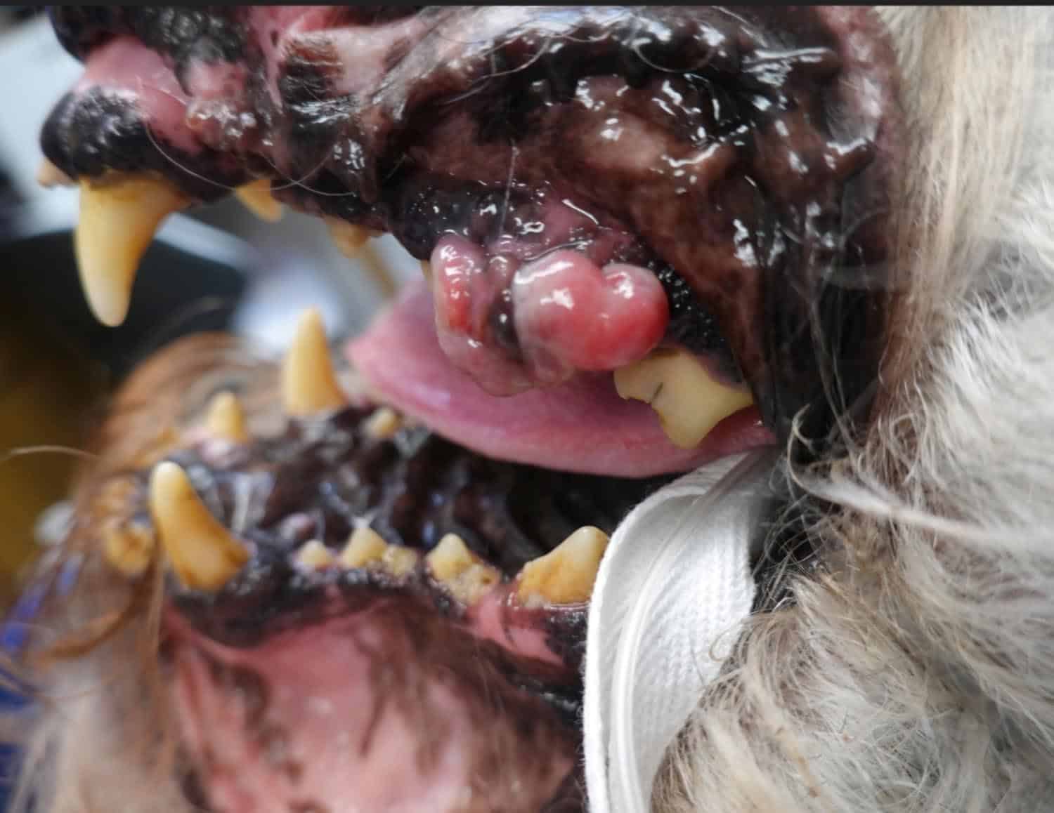 Close-up of a dog's open mouth showing inflamed gums and teeth, with a visible raw growth on the upper gum.