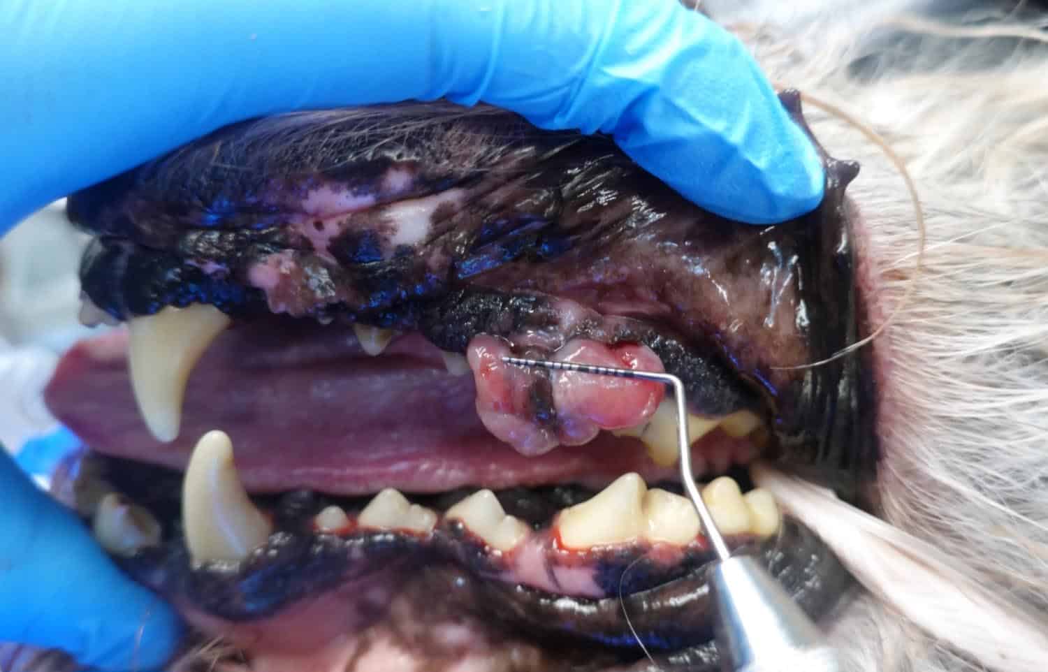 A gloved hand examines a lesion inside a dog's mouth, showing teeth and gums. A dental tool is pointing at the lesion.