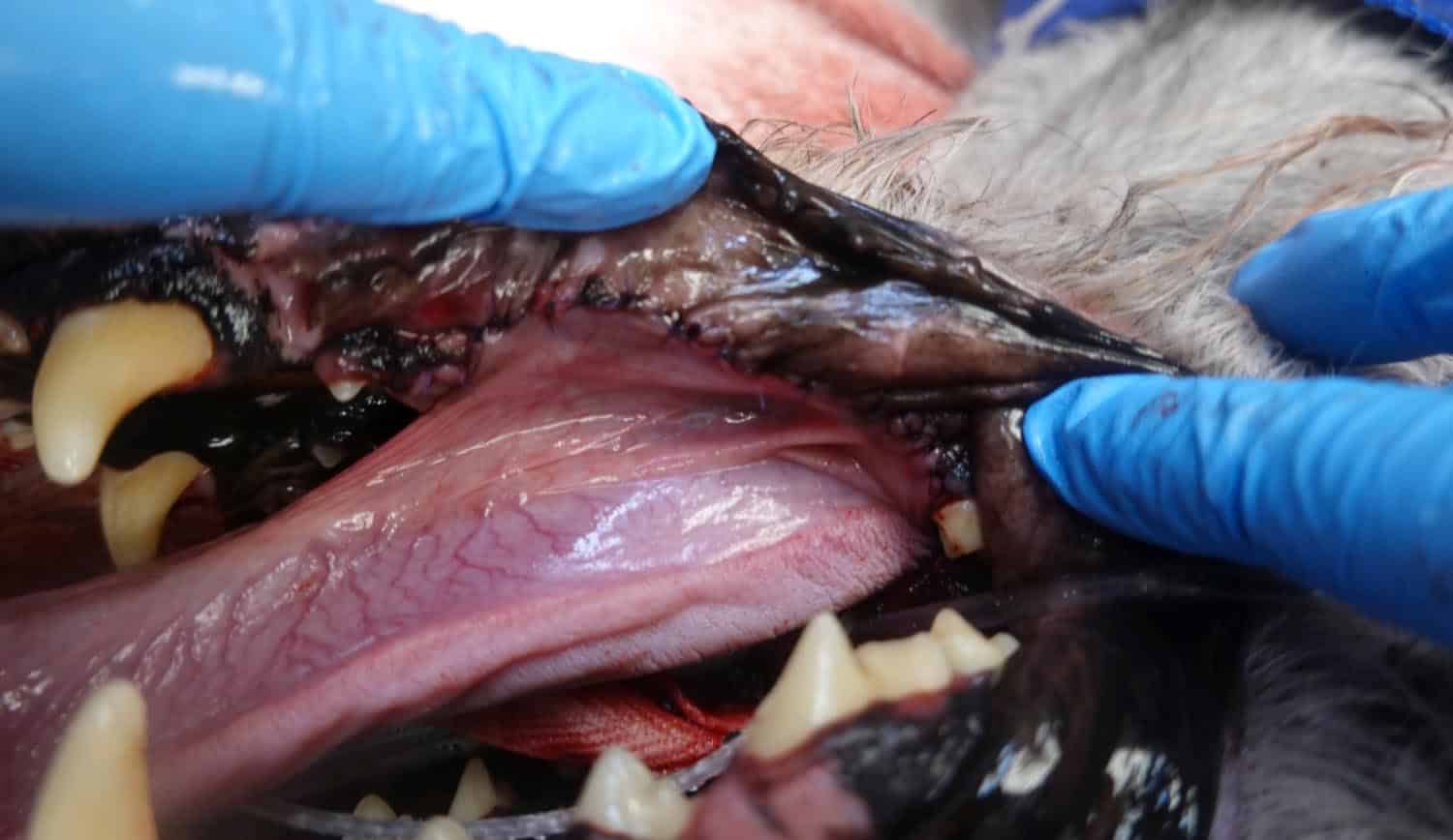 Close-up of a veterinarian's gloved hands examining the gums and teeth of a dog.