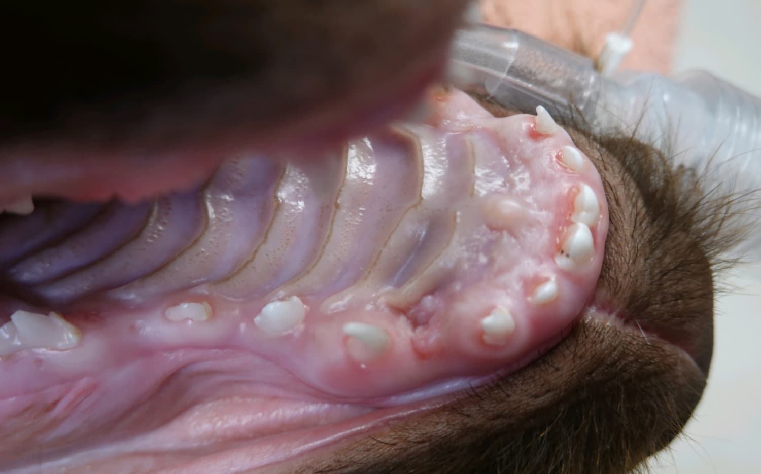 Close-up of a dog's mouth showing the upper palate with developing teeth and gums.