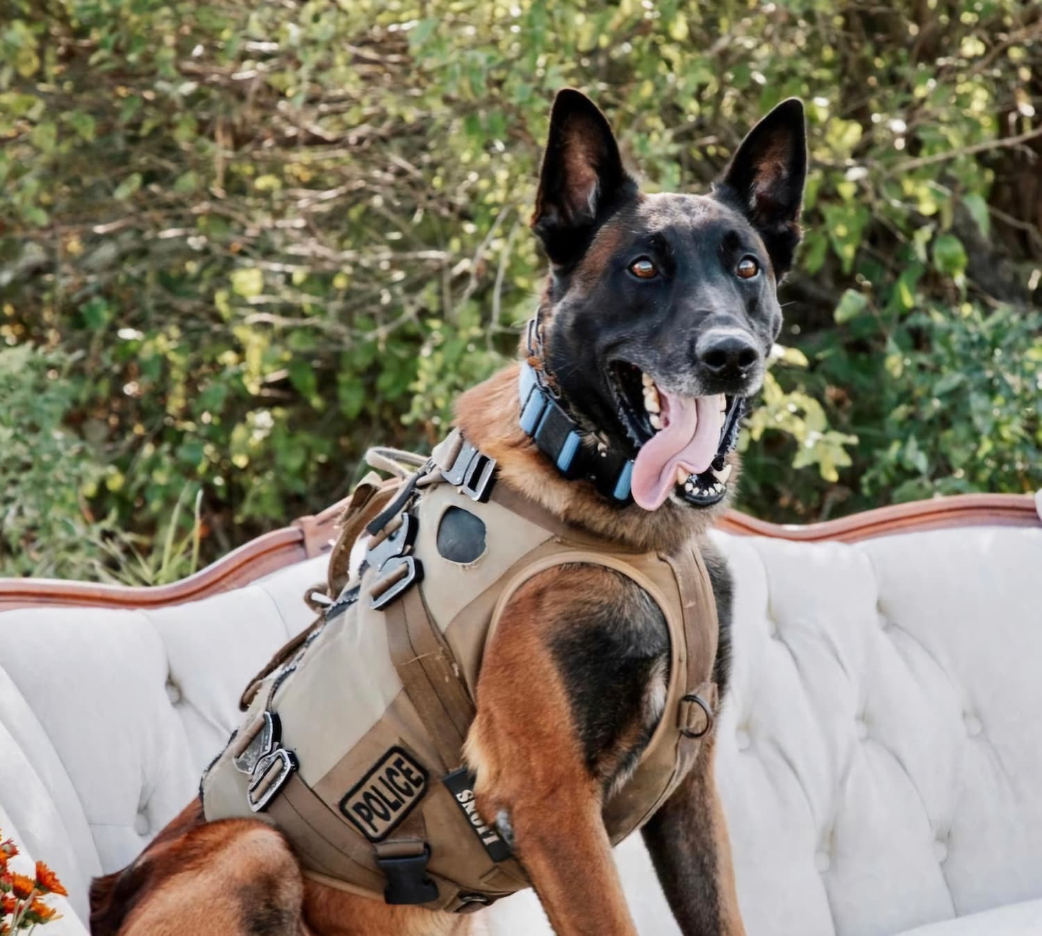 A police dog wearing a tactical vest sits on a white outdoor sofa, with green foliage in the background.