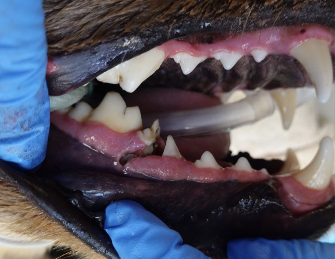 A person in blue gloves holds open an animal's mouth, revealing sharp teeth and a tube inserted inside.