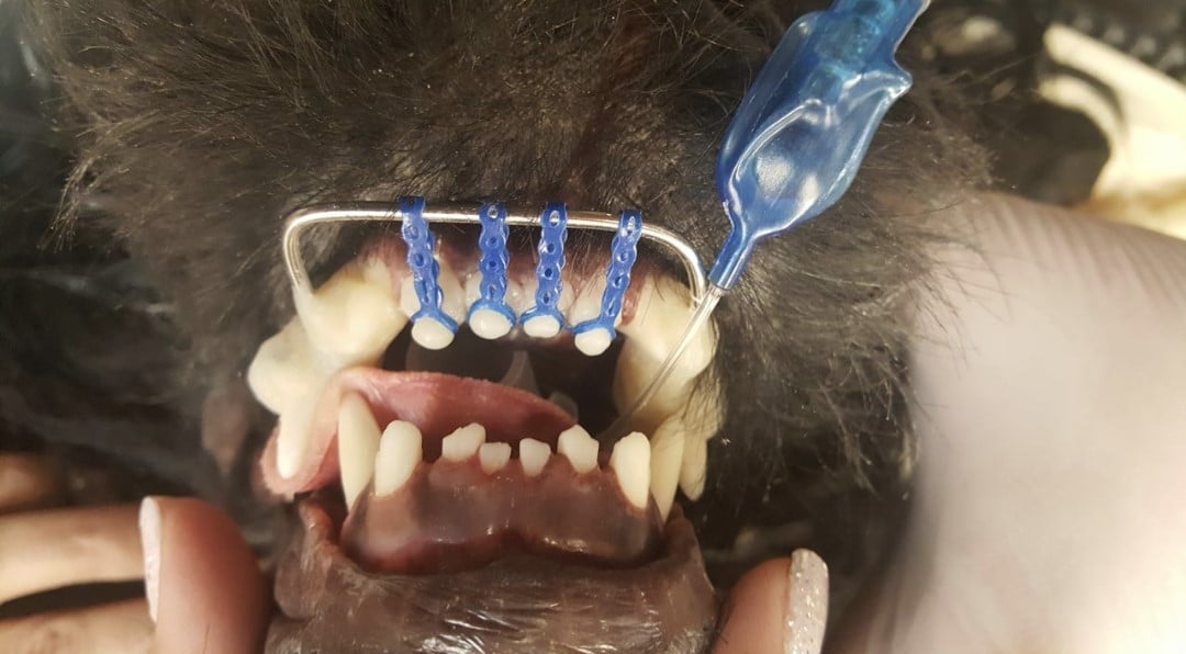 A close-up of a dog's open mouth shows dental braces on the upper teeth, with a blue tool being used by a gloved hand.