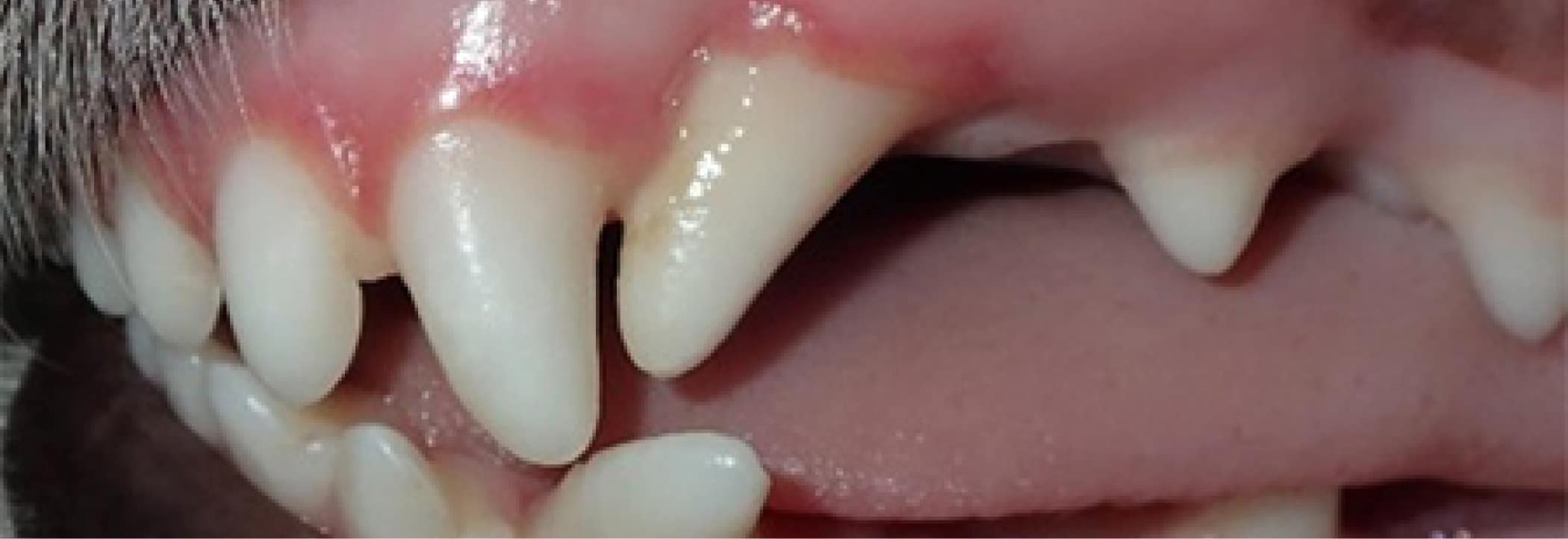 Close-up of an animal's mouth showing sharp canine teeth and pink gums.