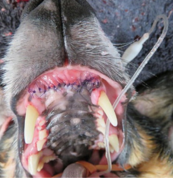 Close-up of a dog's mouth with post-surgery stitches on the upper palate, showcasing large canine teeth and attached medical tubing.