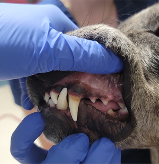 A veterinarian wearing blue gloves examines a dog's teeth, gently pulling back the lips to check the gums and dental health.