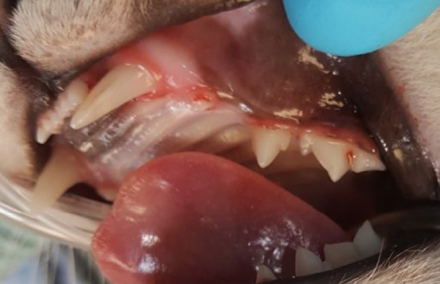 Close-up of a dog's open mouth showing its teeth and gums, with a gloved hand holding the mouth open.